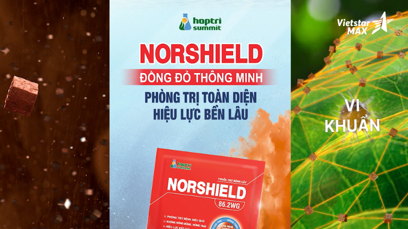 TVC Quảng cáo 15s thuốc trừ bệnh cây Norshield – Hợp Trí 